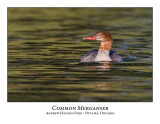 Common Merganser-011