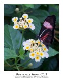 Butterfly Show-008