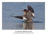 Common Merganser-026