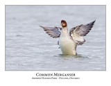 Common Merganser-028