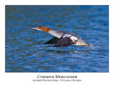 Common Merganser-032