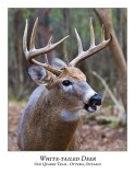 White-tailed Deer-041