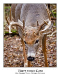 White-tailed Deer-044