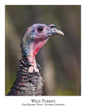 Wild Turkey-002