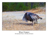 Wild Turkey-004