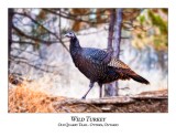 Wild Turkey-009