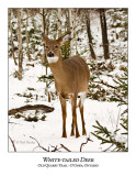 White-tailed Deer-046