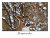 White-tailed Deer-047