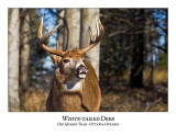 White-tailed Deer-048