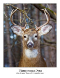 White-tailed Deer-050