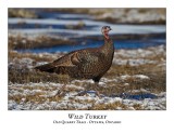 Wild Turkey-012