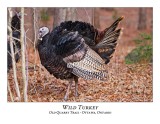 Wild Turkey-014