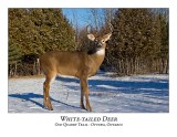 White-tailed Deer-057
