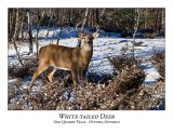 White-tailed Deer-060