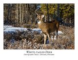White-tailed Deer-061