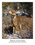 White-tailed Deer-062