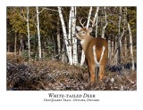 White-tailed Deer-064