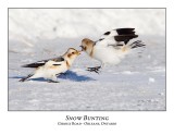 Snow Bunting-033