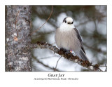 Gray Jay-002