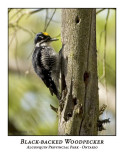 Black-backed Woodpecker-001