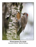 Northern Flicker-001