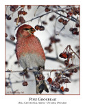 Pine Grosbeak-005