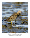 Pectoral Sandpiper-001