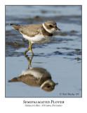 Semipalmated Plover-001
