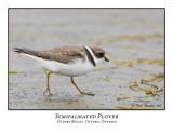 Semipalmated Plover-007