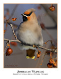 Bohemian Waxwing-002