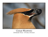 Cedar Waxwing-002