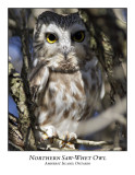 Northern Saw-whet Owl-004