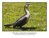 Double-crested Cormorant-002