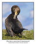 Double-crested Cormorant-004