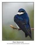 Tree Swallow-005