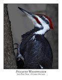 Pileated Woodpecker-007