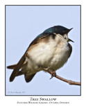 Tree Swallow-006