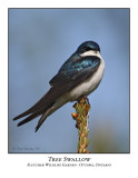 Tree Swallow-009