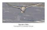 Snowy Owl-027