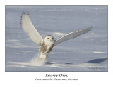 Snowy Owl-031