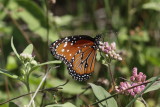 Queen (Danaus gilippus berenice)