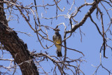 A series (scroll down) Cassins Kingbird (Tyrannus vocuferans) choking down a moth