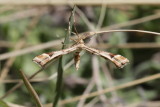 Plume moth of some sort