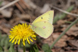 Orange Sulphur (Colias eurytheme)