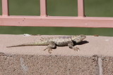 Desert Spiny Lizard (Sceloporus magister)