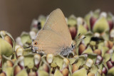 Ilavia Hairstreak (Satryrium ilavia)