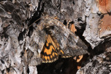 Locust Underwing Moth (Euparthenos nubilis)