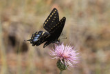 Indra Swallowtail (Papililio indra kaibabensis)
