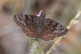 Meridian Duskywing (Erynnis meridianus)