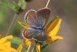Boisduvals Blue (Plebejus icariodes buchholzi) - female